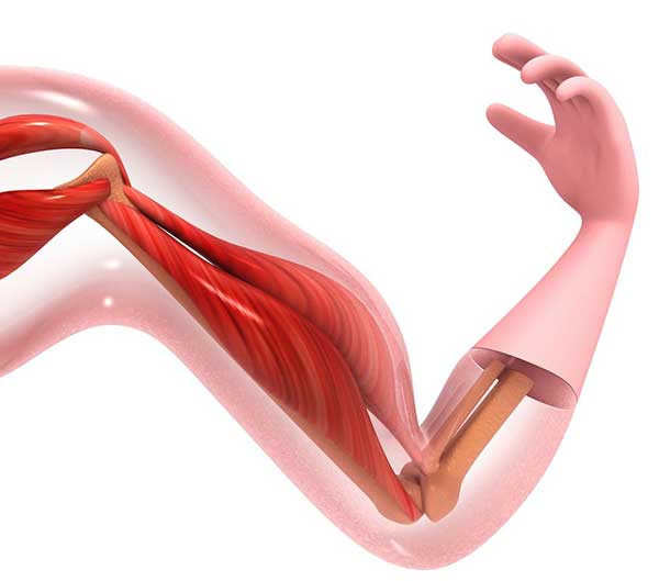 Human-arm-and-hand-muscles